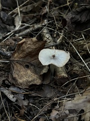 Bolbitius aleuriatus