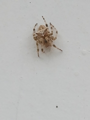 Araneus gemmoides