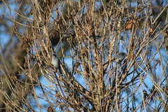 Polioptila dumicola