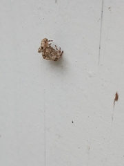 Araneus gemmoides