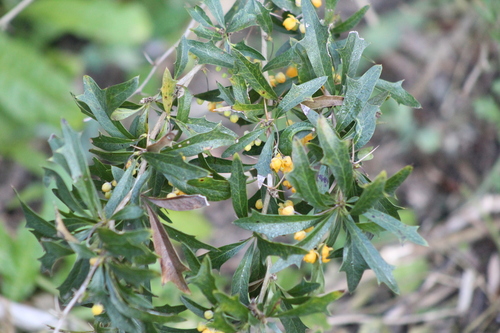 Berberis ruscifolia, photograph 4