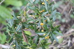 Berberis ruscifolia
