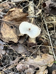 Bolbitius aleuriatus