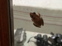 Scinax x-signatus