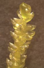 Weymouthia cochlearifolia