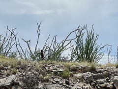 Fouquieria splendens