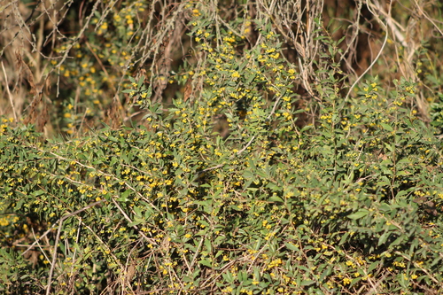 Berberis ruscifolia, photograph 3