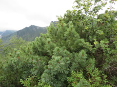 Pinus pumila