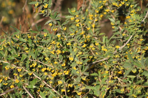 Berberis ruscifolia, photograph 2