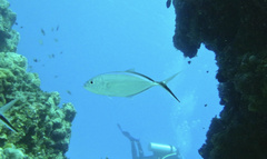 Caranx ruber