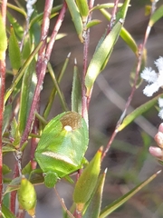Ocirrhoe unimaculata