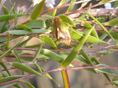 Ocirrhoe unimaculata