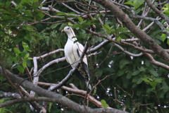 Ducula spilorrhoa