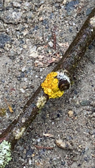 Polycauliona polycarpa
