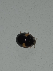 Adalia decempunctata