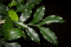 Cryptocarya bidwillii