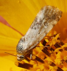 Ponometia phecolisca