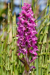 Dactylorhiza majalis