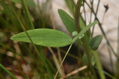 Lathyrus palustris