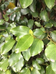 Griselinia littoralis