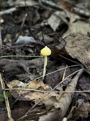 Entoloma murrayi