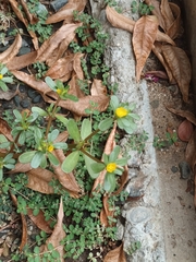 Portulaca