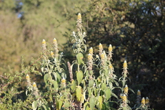 Buddleja stachyoides