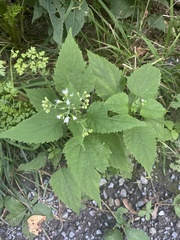 Ageratina