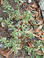 Portulaca