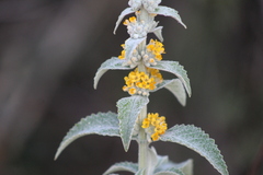 Buddleja stachyoides