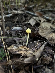 Entoloma murrayi