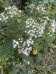 Ageratina