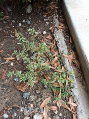 Portulaca