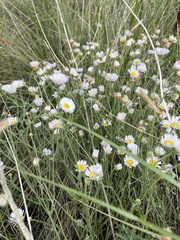 Erigeron modestus