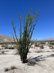 Fouquieria splendens splendens
