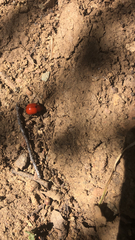 Leptinotarsa rubiginosa