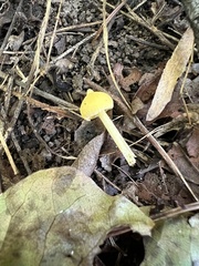 Entoloma murrayi