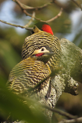 Colaptes melanochloros