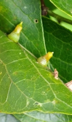 Celticecis aciculata