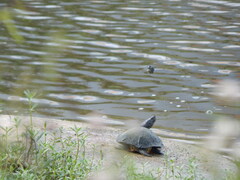 Trachemys scripta