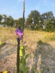 Verbena stricta