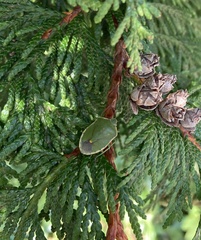 Nezarini