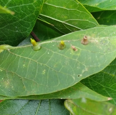 Celticecis aciculata