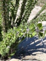 Fouquieria splendens splendens
