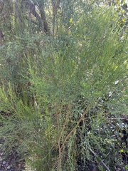 Baccharis sarothroides