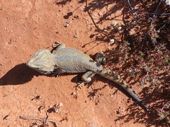 Pogona vitticeps