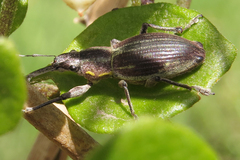 Naupactus xanthographus