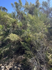 Baccharis sarothroides