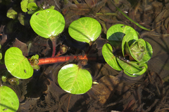 Ludwigia peploides