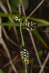 Carex pluriflora